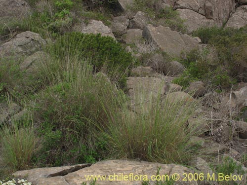 Imágen de Poaceae sp. #1887 (). Haga un clic para aumentar parte de imágen.