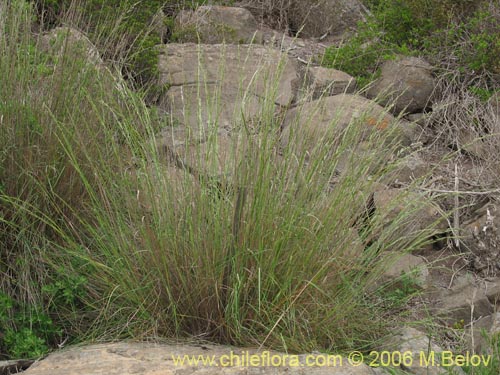 Imágen de Poaceae sp. #1887 (). Haga un clic para aumentar parte de imágen.