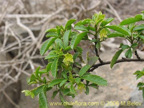 Llagunoa glandulosaの写真