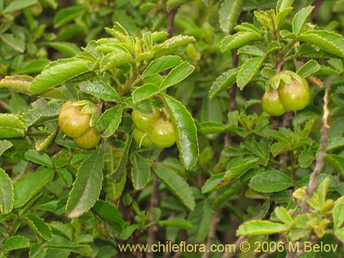 Image of Llagunoa glandulosa (). Click to enlarge parts of image.