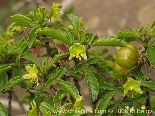 Llagunoa glandulosaの写真