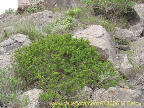 Image of Llagunoa glandulosa (). Click to enlarge parts of image.