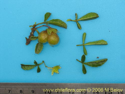 Image of Llagunoa glandulosa (). Click to enlarge parts of image.