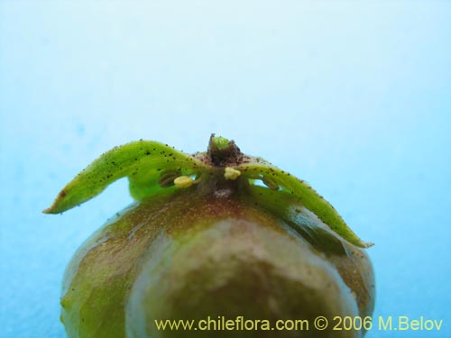 Image of Llagunoa glandulosa (). Click to enlarge parts of image.