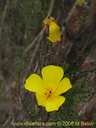 Balbisia peduncularis的照片