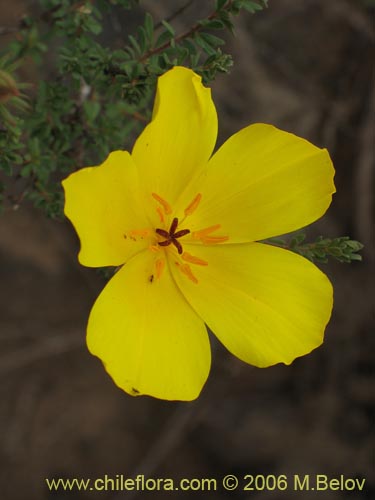 Balbisia peduncularis的照片