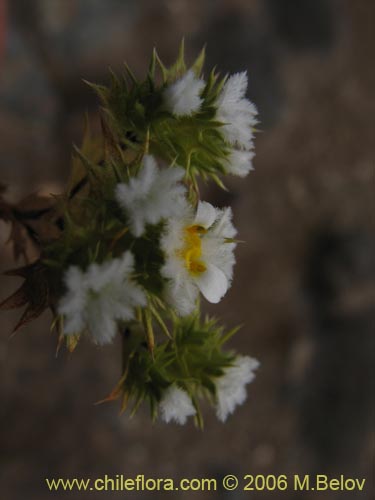 Imágen de Triptilion gibbosum (). Haga un clic para aumentar parte de imágen.