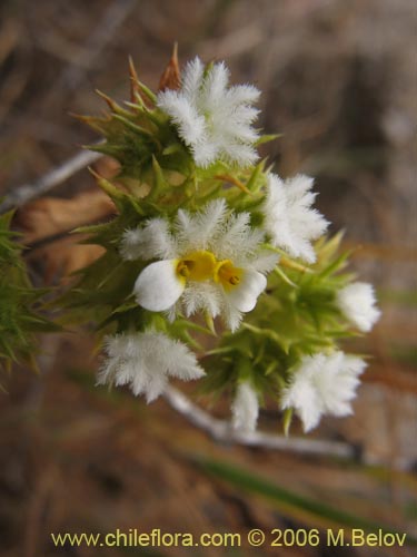 Фотография Triptilion gibbosum (). Щелкните, чтобы увеличить вырез.