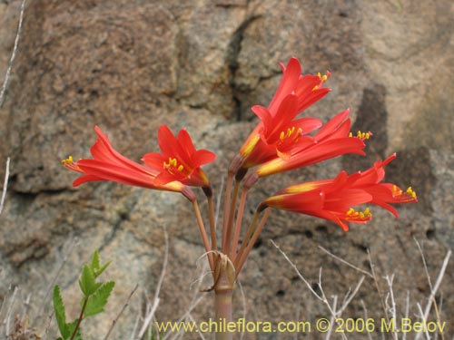 Bild von Rhodophiala sp. #1501 (). Klicken Sie, um den Ausschnitt zu vergrössern.