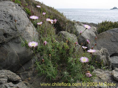 Image of Centaurea floccosa (). Click to enlarge parts of image.