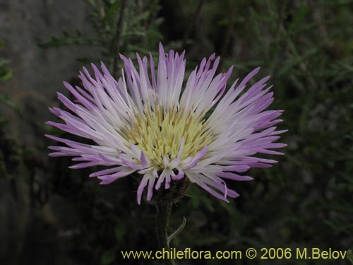 Image of Centaurea floccosa (). Click to enlarge parts of image.