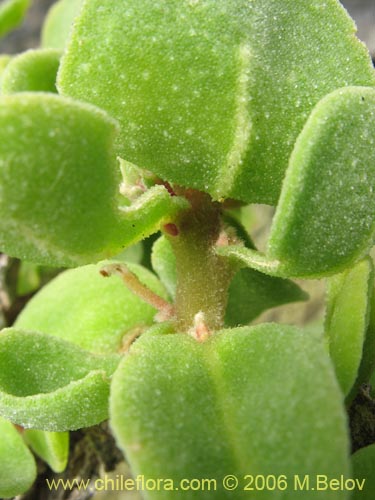 Image of Tetragonia maritima (Aguanosa). Click to enlarge parts of image.