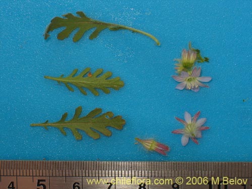 Image of Malesherbia multiflora (). Click to enlarge parts of image.