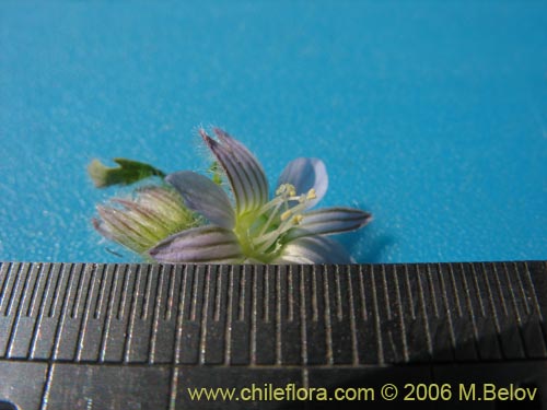 Image of Malesherbia multiflora (). Click to enlarge parts of image.