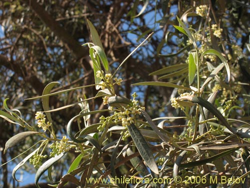 Image of Olea europaea (Olivo). Click to enlarge parts of image.