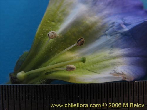 Bild von Nolana sp. #1509 (). Klicken Sie, um den Ausschnitt zu vergrössern.