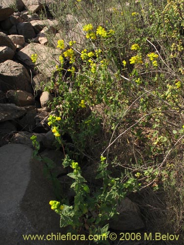 Image of Calceolaria collina ssp. collina (). Click to enlarge parts of image.
