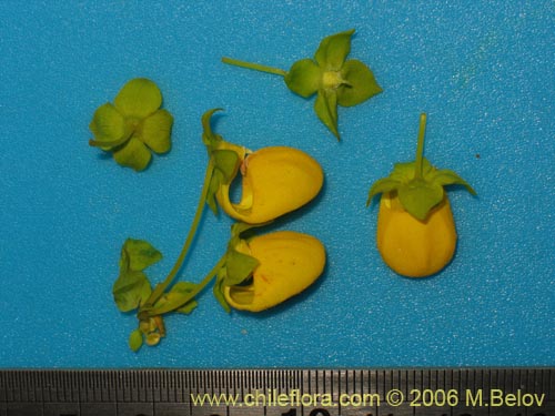 Image of Calceolaria collina ssp. collina (). Click to enlarge parts of image.