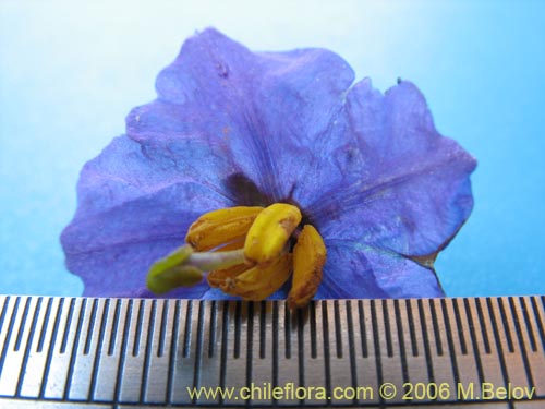 Bild von Solanum maritimum (Esparto). Klicken Sie, um den Ausschnitt zu vergrössern.