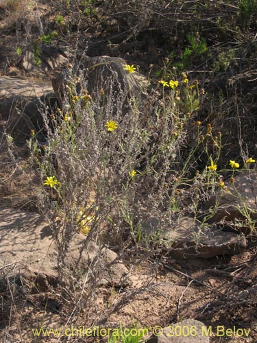 Bild von Asteraceae sp. #1851 (). Klicken Sie, um den Ausschnitt zu vergrössern.