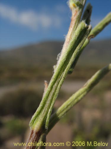Bild von Asteraceae sp. #1851 (). Klicken Sie, um den Ausschnitt zu vergrössern.