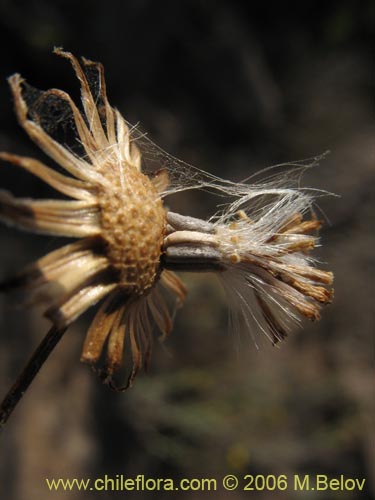 Bild von Asteraceae sp. #1851 (). Klicken Sie, um den Ausschnitt zu vergrössern.