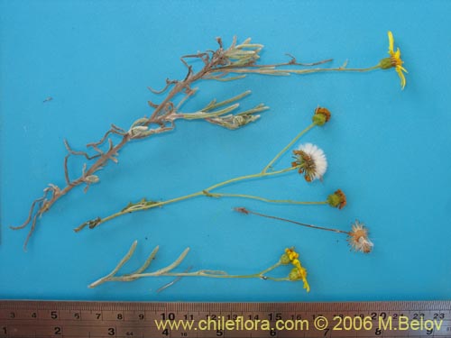 Bild von Asteraceae sp. #1851 (). Klicken Sie, um den Ausschnitt zu vergrössern.