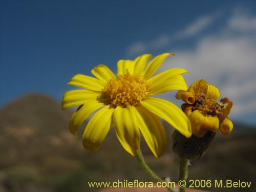 Bild von Asteraceae sp. #1851 (). Klicken Sie, um den Ausschnitt zu vergrössern.