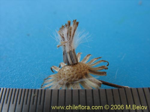 Imágen de Asteraceae sp. #1851 (). Haga un clic para aumentar parte de imágen.