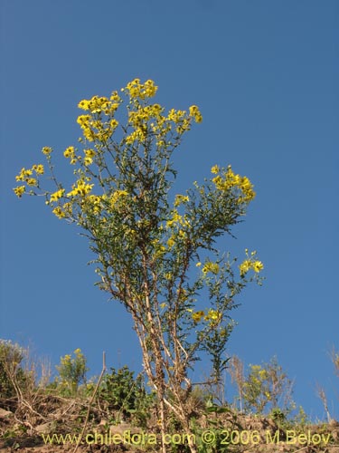 Bild von Asteraceae sp. #1888 (). Klicken Sie, um den Ausschnitt zu vergrössern.