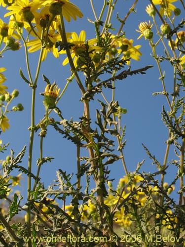 Bild von Asteraceae sp. #1888 (). Klicken Sie, um den Ausschnitt zu vergrössern.