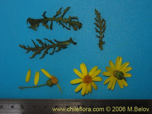 Bild von Asteraceae sp. #1888 (). Klicken Sie, um den Ausschnitt zu vergrössern.