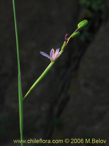 Sisyrinchium scirpoideum var. scirpoideum의 사진