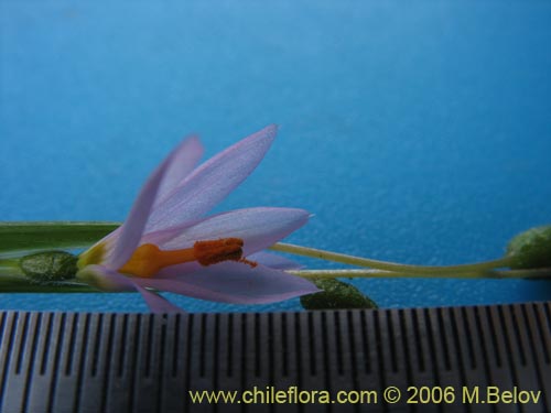 Bild von Sisyrinchium scirpoideum var. scirpoideum (). Klicken Sie, um den Ausschnitt zu vergrössern.