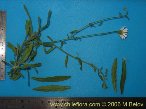 Bild von Asteraceae sp. #1889 (). Klicken Sie, um den Ausschnitt zu vergrössern.