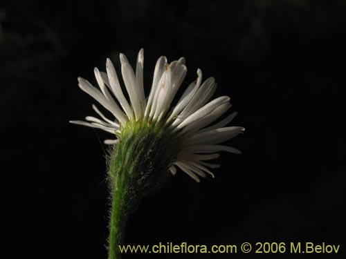 Bild von Asteraceae sp. #1889 (). Klicken Sie, um den Ausschnitt zu vergrössern.