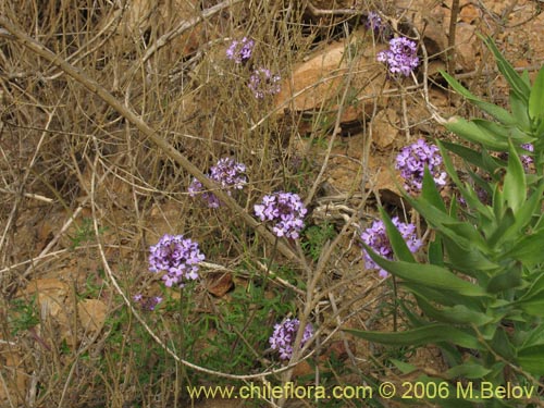 Image of Verbena sp. #3074 (). Click to enlarge parts of image.