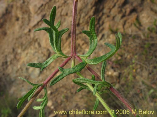 Image of Verbena sp. #3074 (). Click to enlarge parts of image.