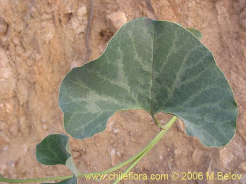 Image of Aristolochia chilensis (Oreja de zorro / Hierba de la Virgen Maria). Click to enlarge parts of image.