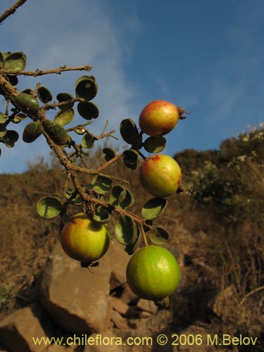 Bild von Myrcianthes coquimbensis (Lucumillo / Arrayán). Klicken Sie, um den Ausschnitt zu vergrössern.