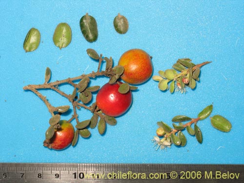 Bild von Myrcianthes coquimbensis (Lucumillo / Arrayán). Klicken Sie, um den Ausschnitt zu vergrössern.