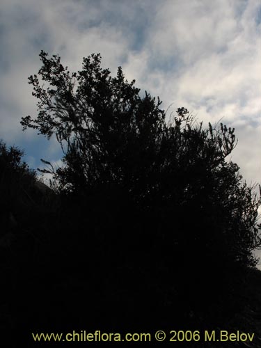 Bild von Myrcianthes coquimbensis (Lucumillo / Arrayán). Klicken Sie, um den Ausschnitt zu vergrössern.