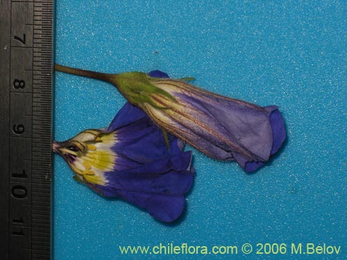 Bild von Nolana sp. #1599 (). Klicken Sie, um den Ausschnitt zu vergrössern.