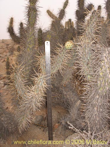 Miqueliopuntia miqueliiの写真