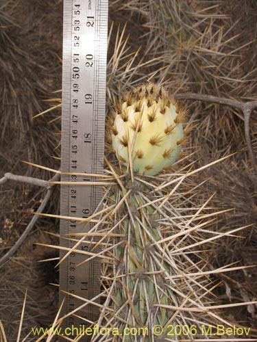 Miqueliopuntia miqueliiの写真