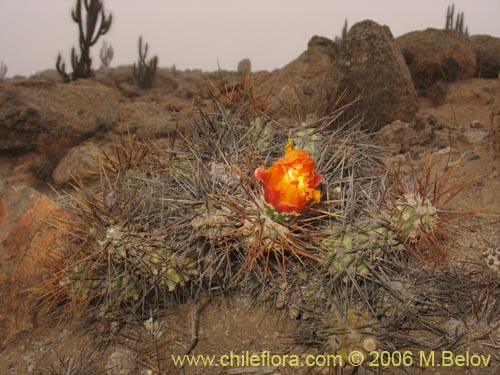 Cumulopuntia sphaericaの写真