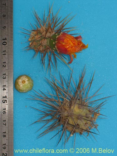 Cumulopuntia sphaericaの写真