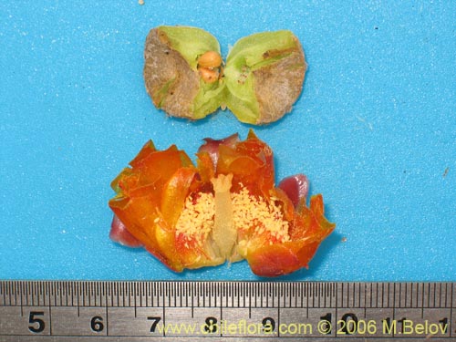 Cumulopuntia sphaericaの写真