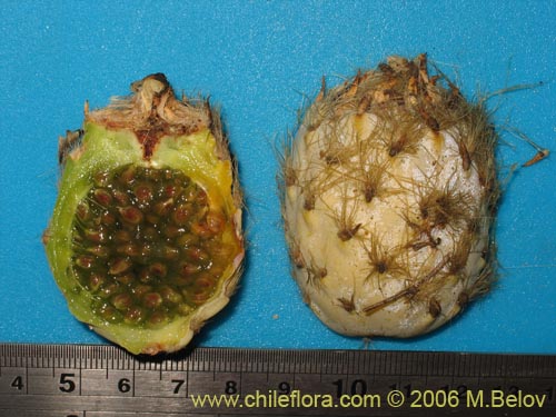 Miqueliopuntia miqueliiの写真