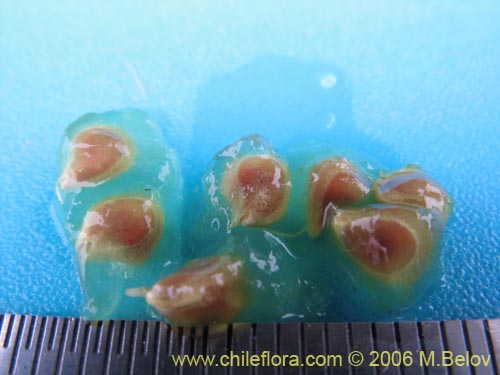 Miqueliopuntia miqueliiの写真
